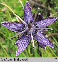 Swertia perennis (niebielistka trwała)