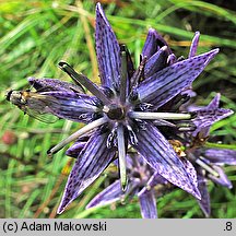 Swertia perennis (niebielistka trwała)