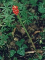 Arum maculatum