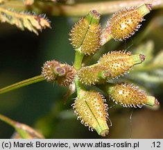 Anthriscus caucalis (trybula pospolita)