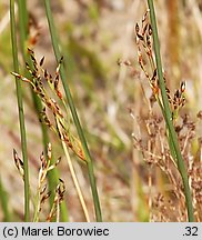 Juncus balticus (sit bałtycki)