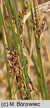 Juncus balticus (sit bałtycki)