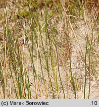 Juncus balticus (sit bałtycki)