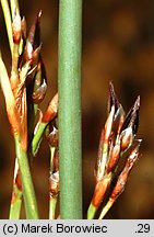 Juncus balticus (sit bałtycki)