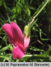 Lathyrus nissolia (groszek liściakowy)