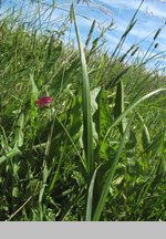 Lathyrus nissolia (groszek liściakowy)