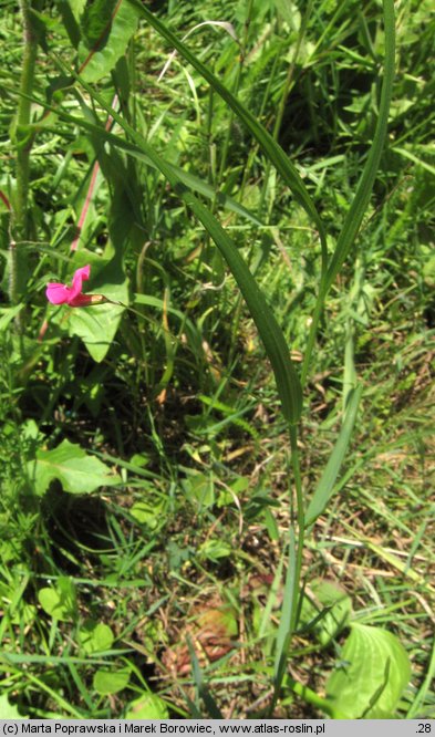 Lathyrus nissolia (groszek liściakowy)