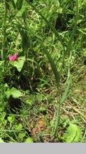 Lathyrus nissolia (groszek liściakowy)