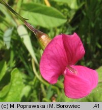 Lathyrus nissolia (groszek liściakowy)