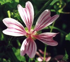 Malva sylvestris