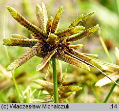 Cyperus flavescens (cibora żółta)