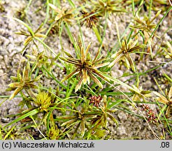 Cyperus flavescens (cibora żółta)