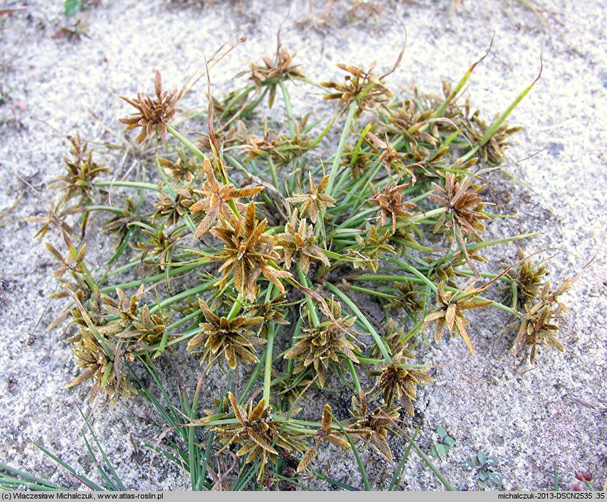 Cyperus flavescens (cibora żółta)