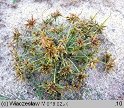 Cyperus flavescens (cibora żółta)