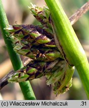 Isolepis supina (sitniczka drobna)