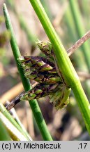 Isolepis supina (sitniczka drobna)