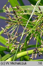 Scirpus radicans (sitowie korzenioczepne)