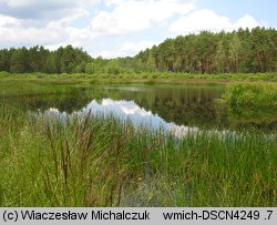 Scirpus radicans (sitowie korzenioczepne)