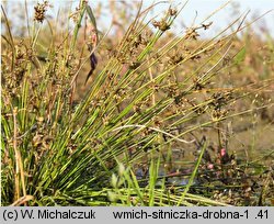 Isolepis supina (sitniczka drobna)