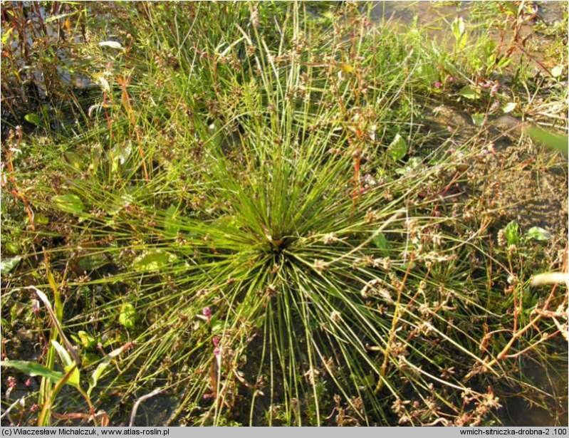 Isolepis supina (sitniczka drobna)