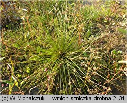 Isolepis supina (sitniczka drobna)