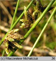 Isolepis supina (sitniczka drobna)