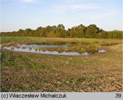 Isolepis supina (sitniczka drobna)