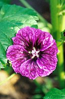 Malva mauritiana