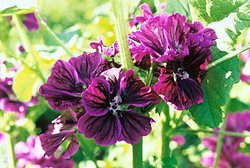 Malva mauritiana