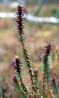 Empetrum nigrum ssp. nigrum