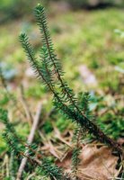 Empetrum nigrum ssp. nigrum