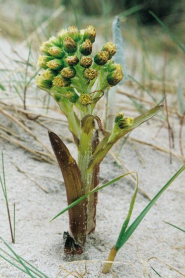 Petasites spurius