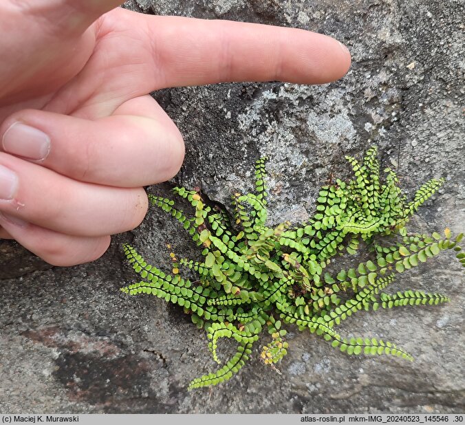 Asplenium adulterinum (zanokcica serpentynowa)