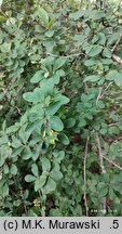 Berberis vulgaris (berberys zwyczajny)