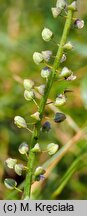 Muscari comosum (szafirek miękkolistny)