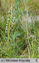 Muscari comosum (szafirek miękkolistny)