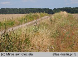 Muscari comosum (szafirek miękkolistny)