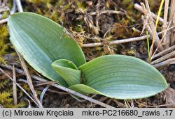 Ophrys apifera (dwulistnik pszczeli)