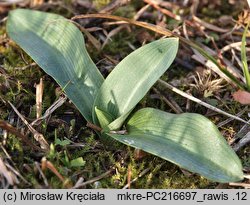 Ophrys apifera (dwulistnik pszczeli)