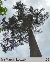 Abies grandis (jodła olbrzymia)