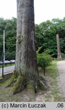 Abies grandis (jodła olbrzymia)