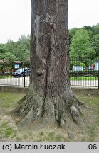 Abies grandis (jodła olbrzymia)