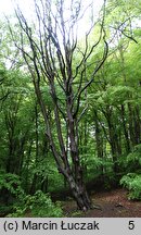 Sorbus intermedia (jarząb szwedzki)