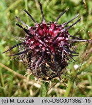 Centaurea kotschyana (chaber Kotschyego)