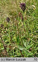 Centaurea kotschyana (chaber Kotschyego)