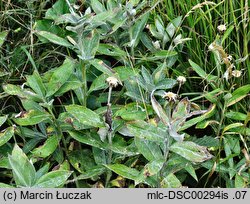 Centaurea mollis (chaber miękkowłosy)