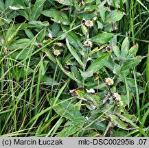Centaurea mollis (chaber miękkowłosy)