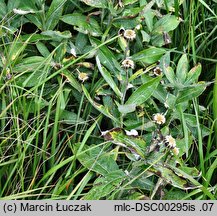 Centaurea mollis (chaber miękkowłosy)