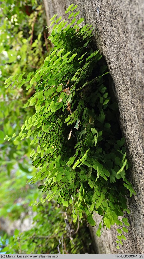 Adiantum capillus-veneris (niekropień delikatny)