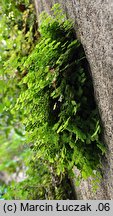 Adiantum capillus-veneris (niekropień delikatny)